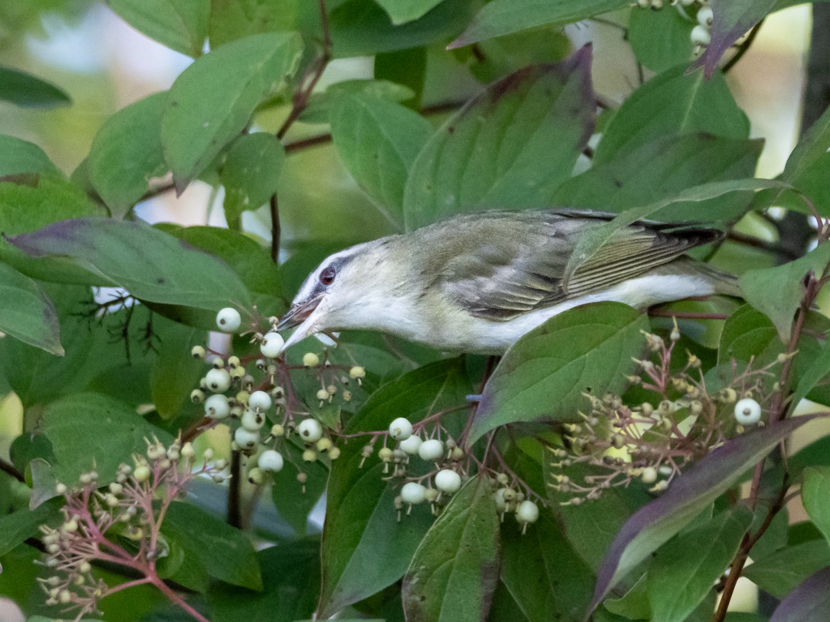 Red-eyed Vireo - ML622775382