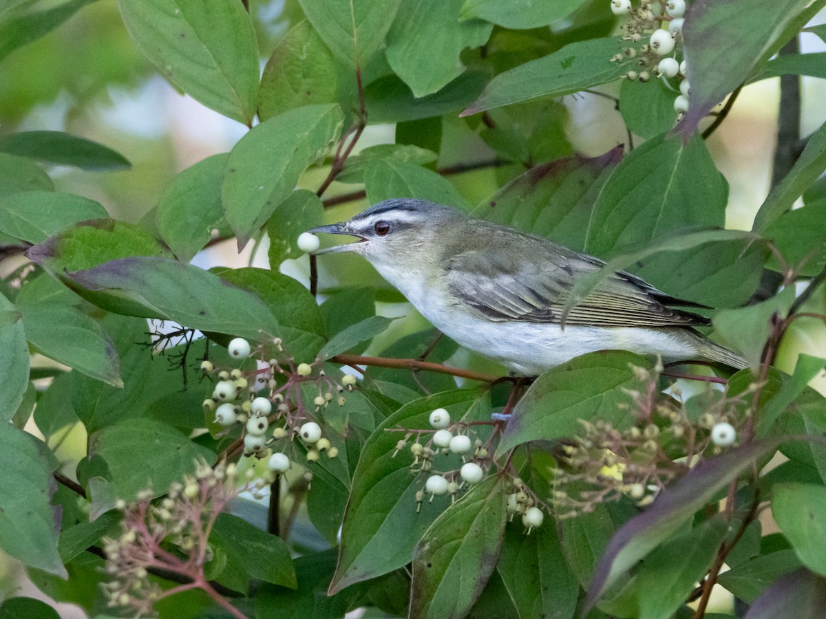 Red-eyed Vireo - John Felton