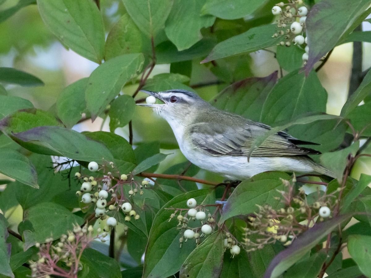 Red-eyed Vireo - John Felton