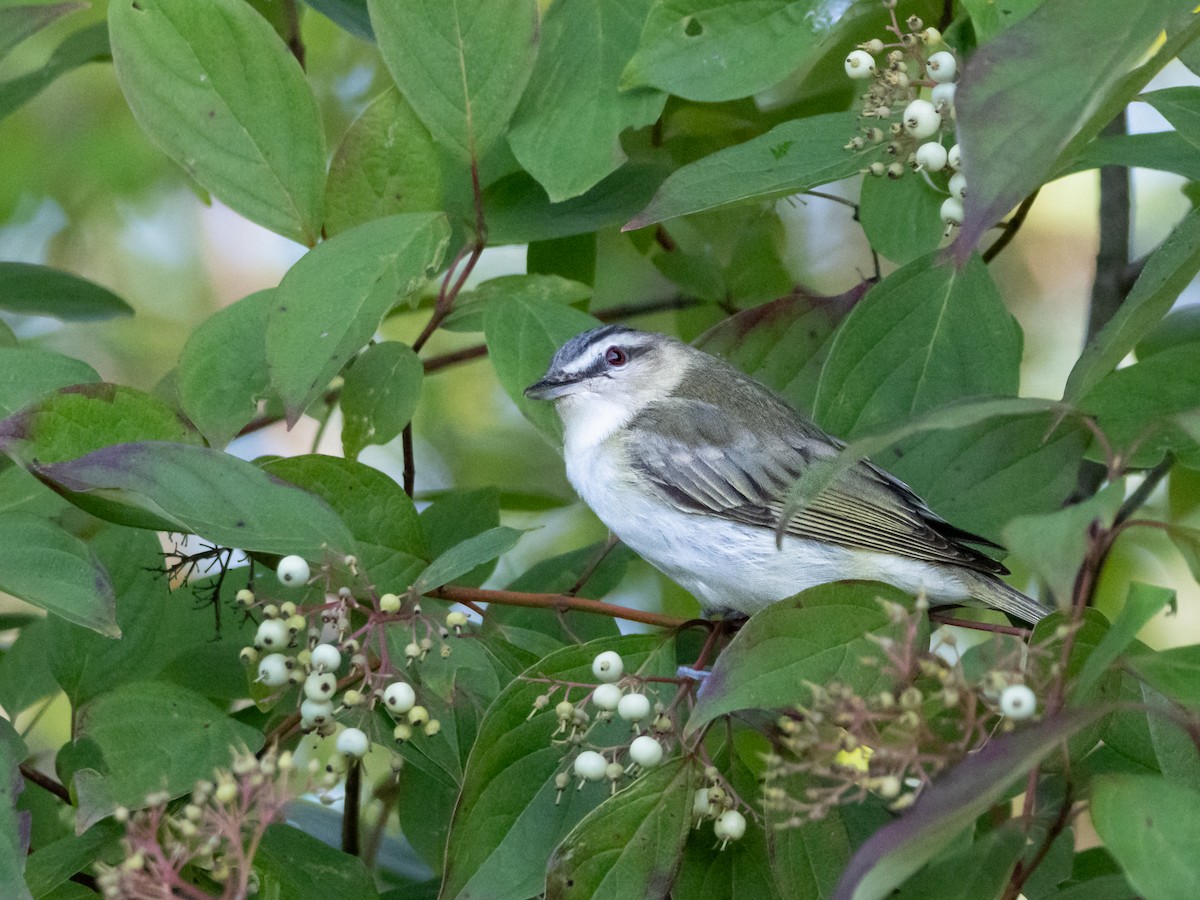 Red-eyed Vireo - John Felton