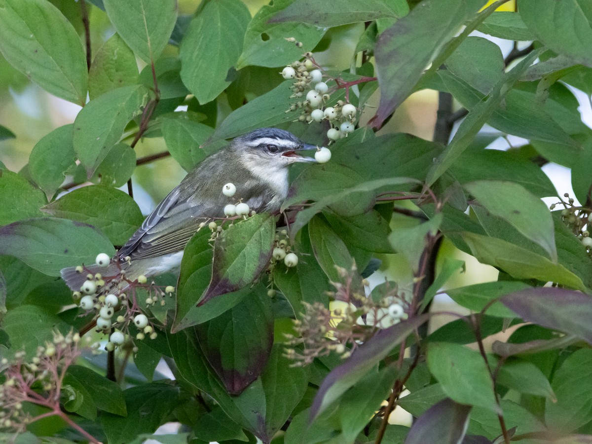 Red-eyed Vireo - ML622775408