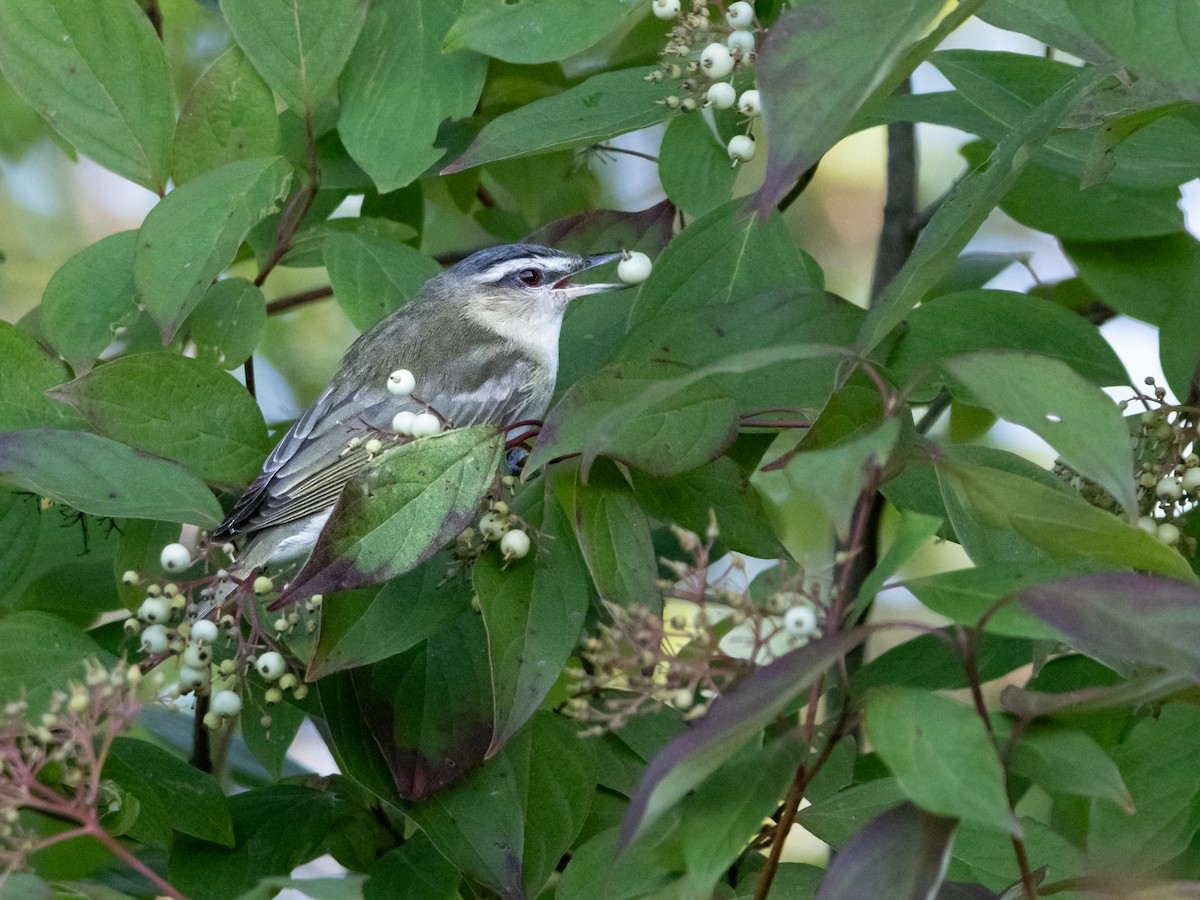 Red-eyed Vireo - ML622775409