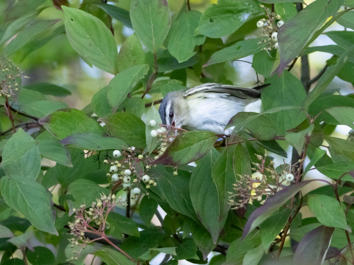 Red-eyed Vireo - John Felton