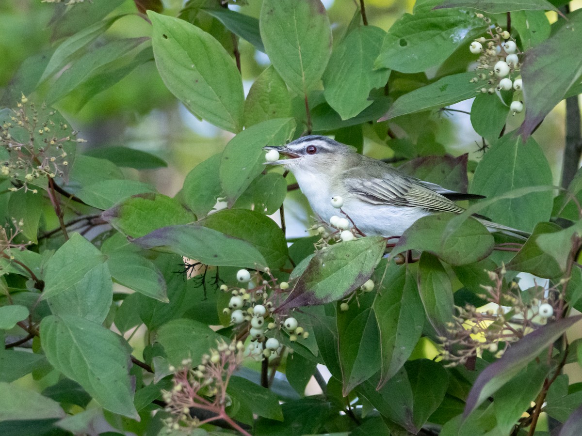 Red-eyed Vireo - ML622775416