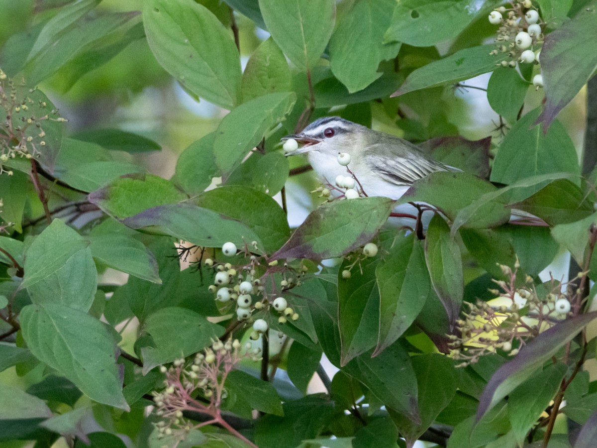 Red-eyed Vireo - ML622775421