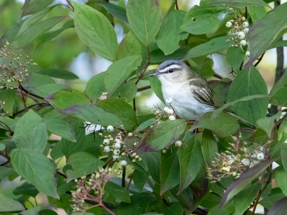 Red-eyed Vireo - ML622775422