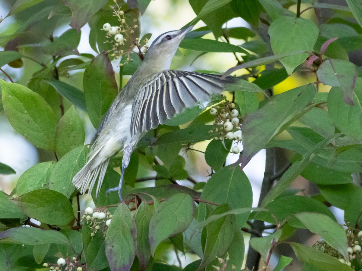 Red-eyed Vireo - ML622775423