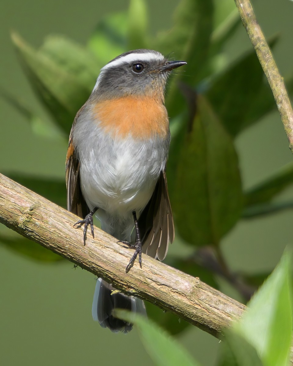 Rufous-breasted Chat-Tyrant - ML622775440