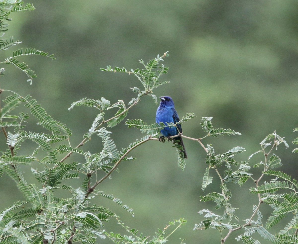 Indigo Bunting - ML622775521