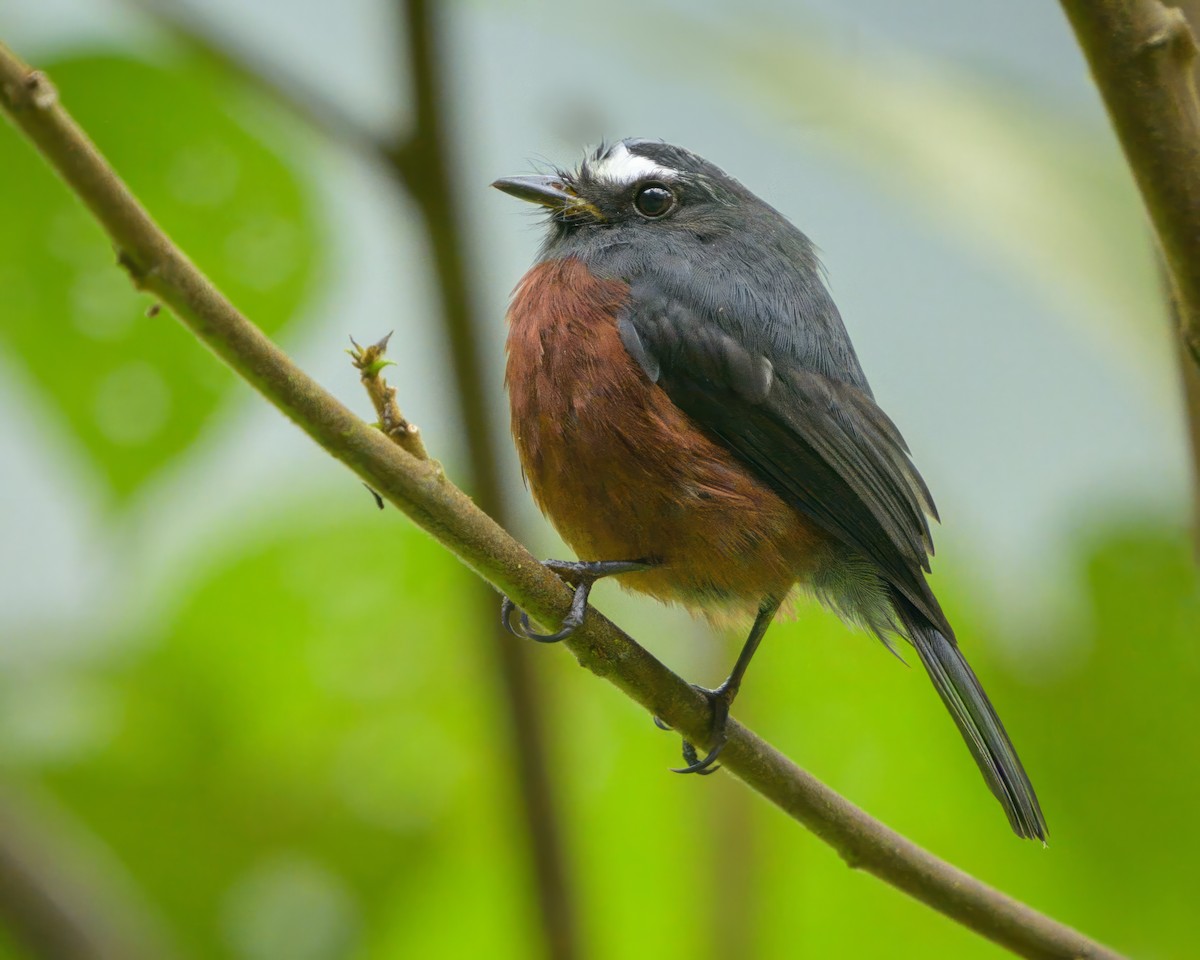 Chestnut-bellied Chat-Tyrant - ML622775572