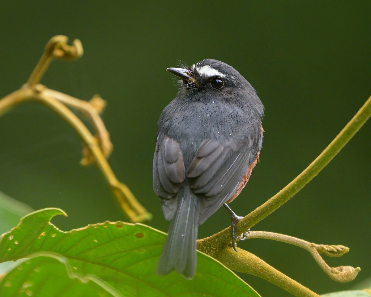 Chestnut-bellied Chat-Tyrant - ML622775573