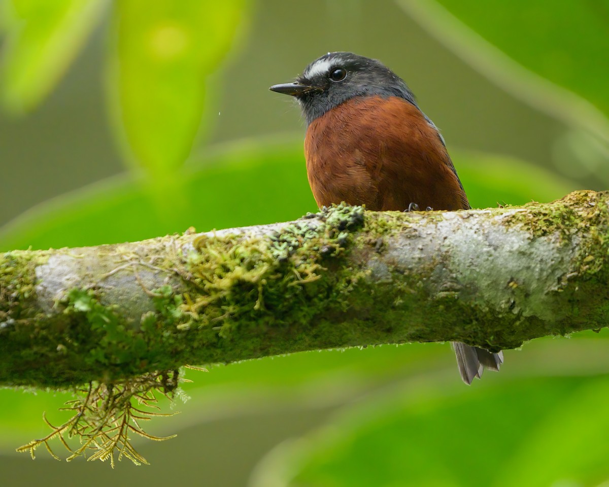 Chestnut-bellied Chat-Tyrant - ML622775574