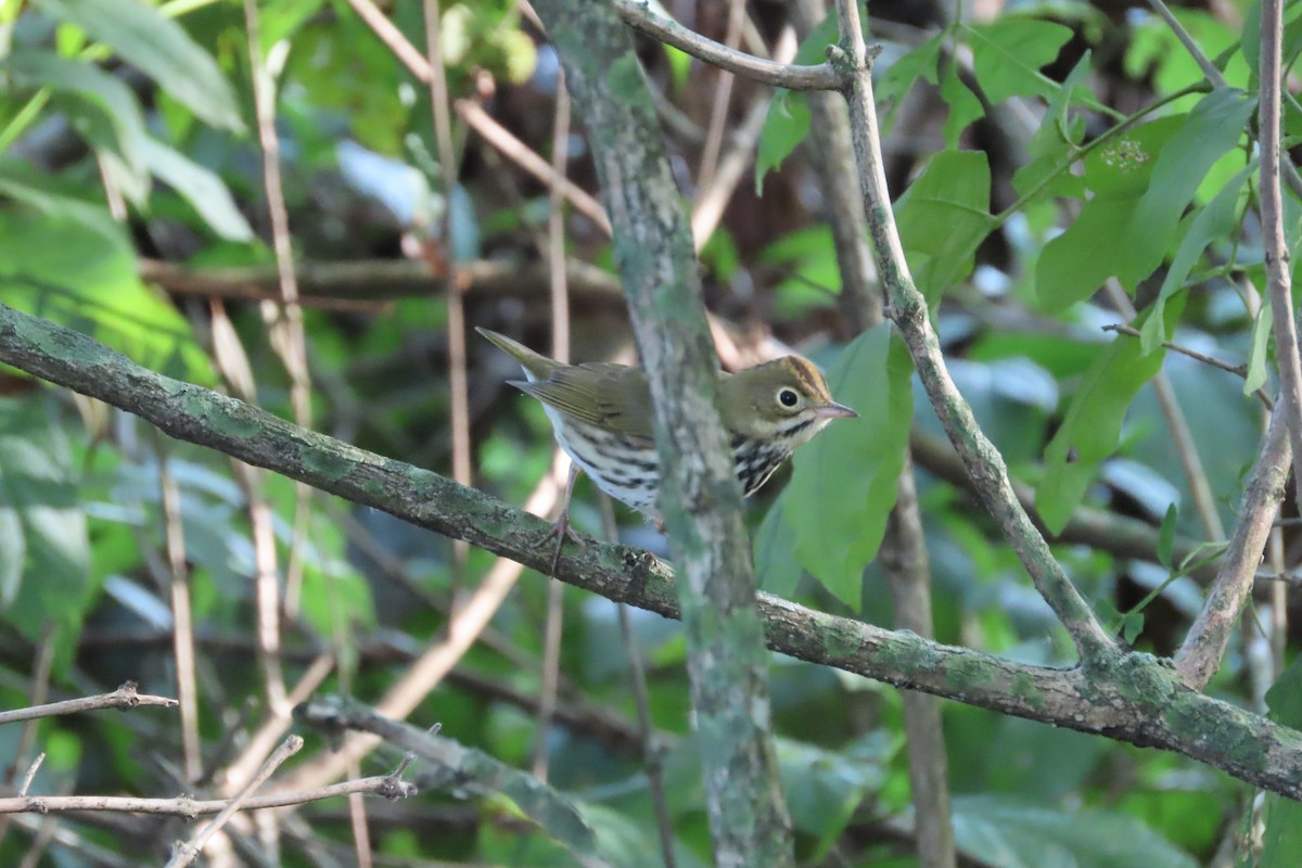 Ovenbird - ML622775586