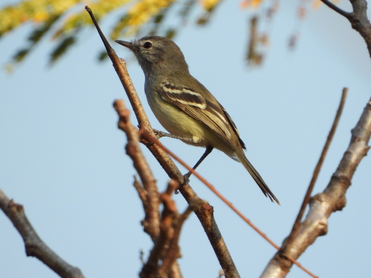 Plain Tyrannulet - ML622775593