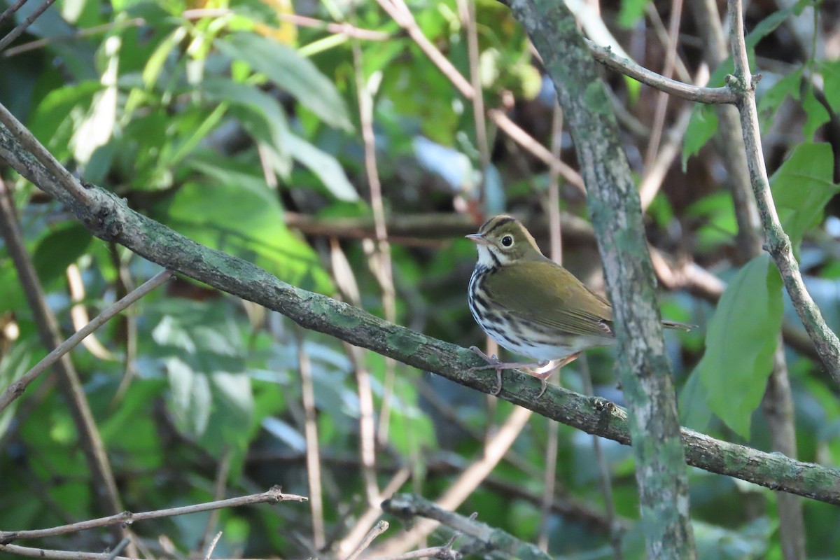 Ovenbird - ML622775599