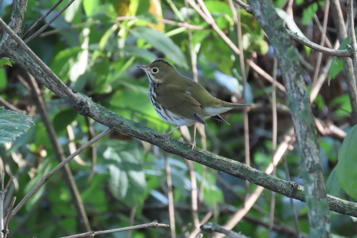 Ovenbird - ML622775607