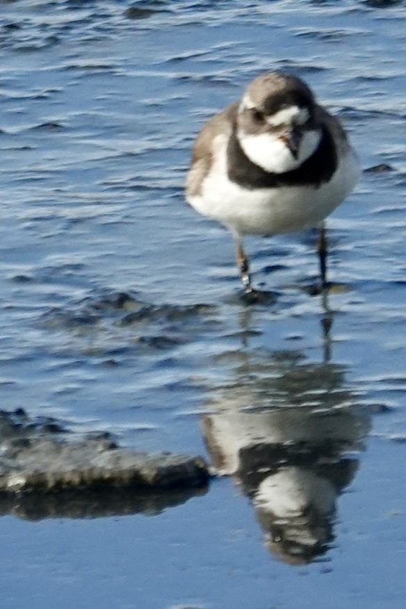 Semipalmated Plover - ML622775614