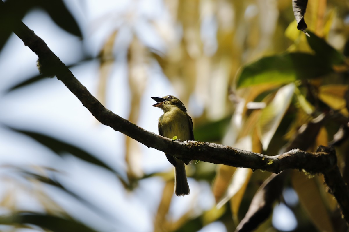 Olive-faced Flatbill - ML622775630