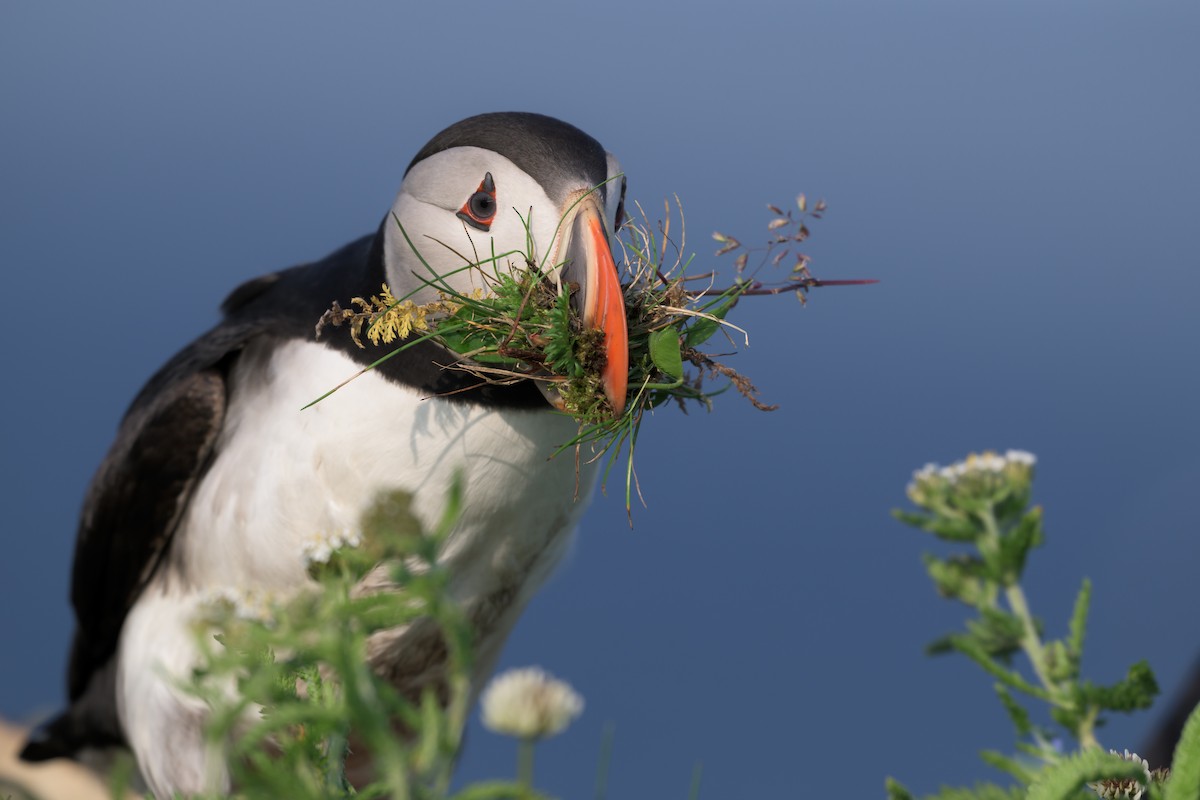Atlantic Puffin - ML622775663