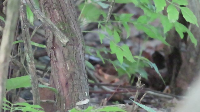 Black-and-white Warbler - ML622775675