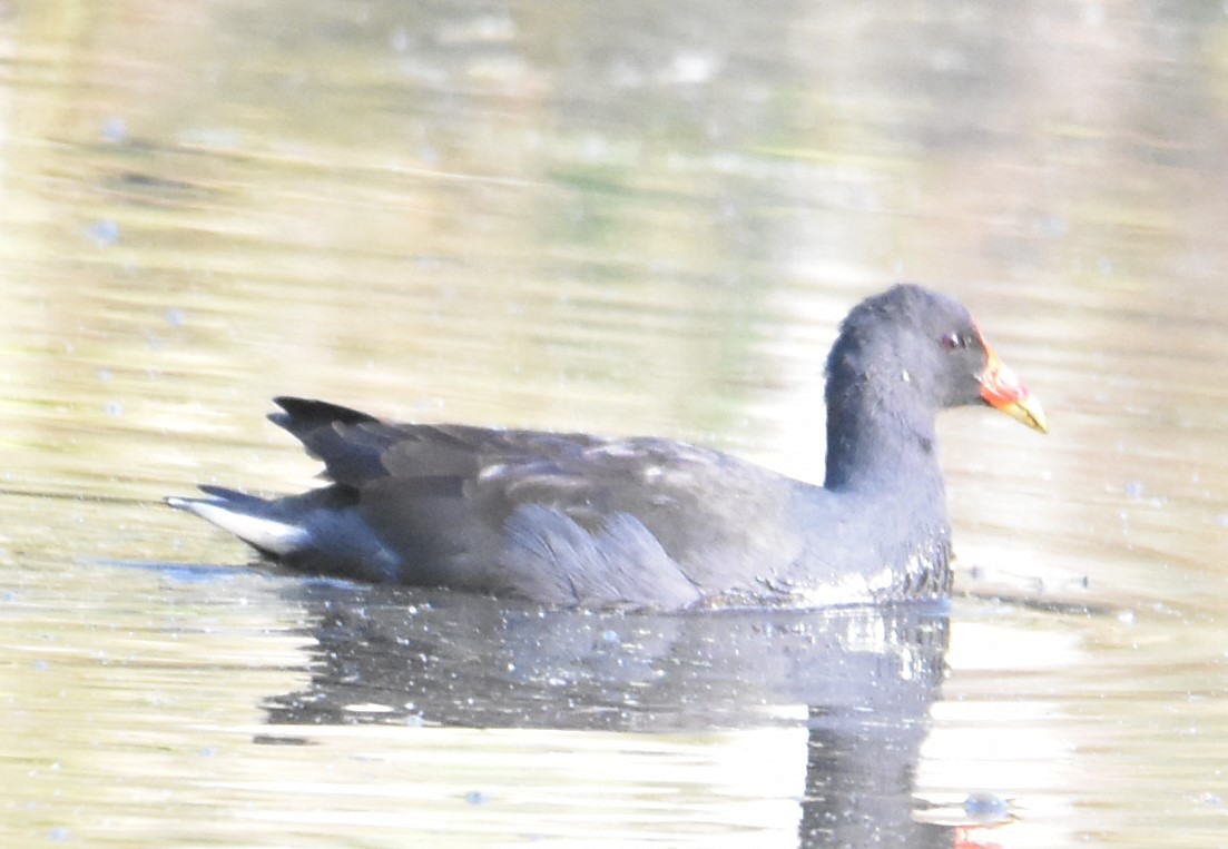 Dusky Moorhen - Mark Tarnawski