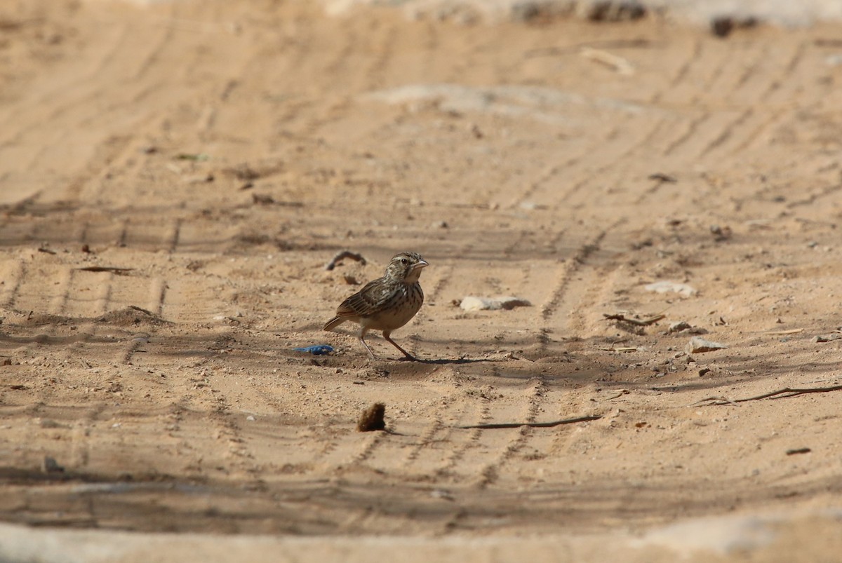 Madagascar Lark - Bryan Shirley