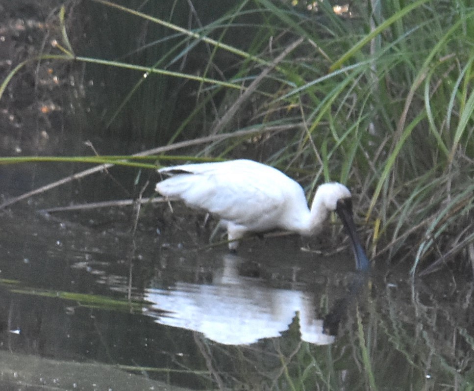 Royal Spoonbill - Mark Tarnawski