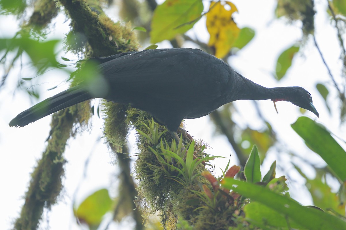 Wattled Guan - ML622775738