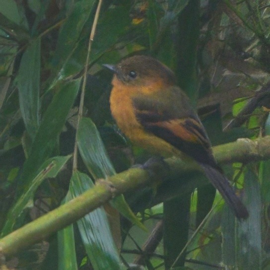 Cinnamon Flycatcher - ML622775756