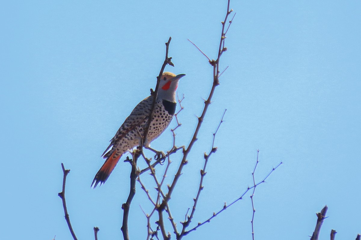 Northern Flicker - ML622775765