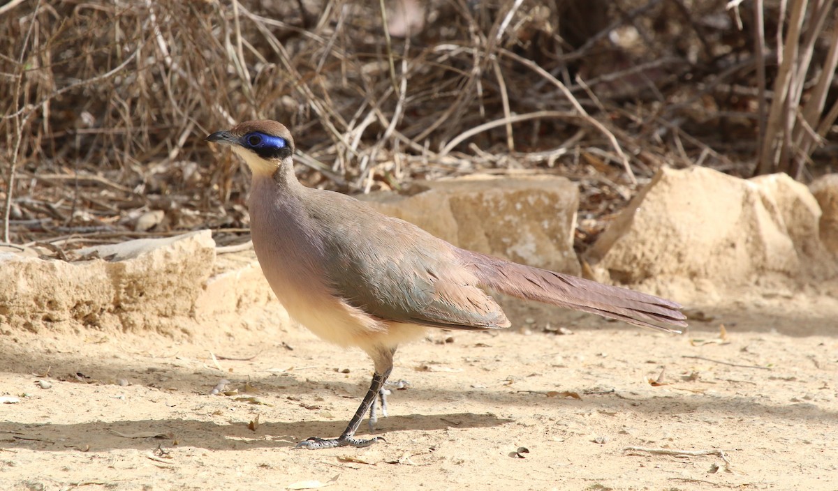 Red-capped Coua (Green-capped) - ML622775771