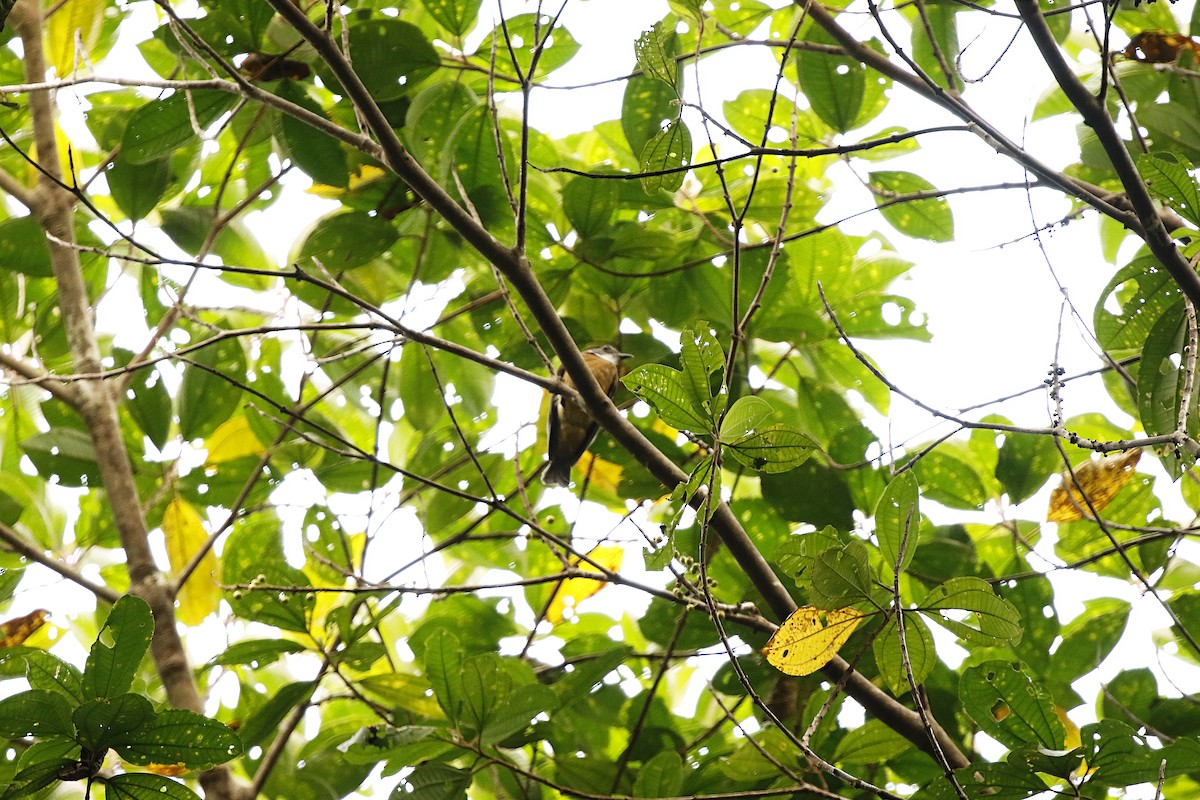 Orange-crowned Manakin - ML622775840