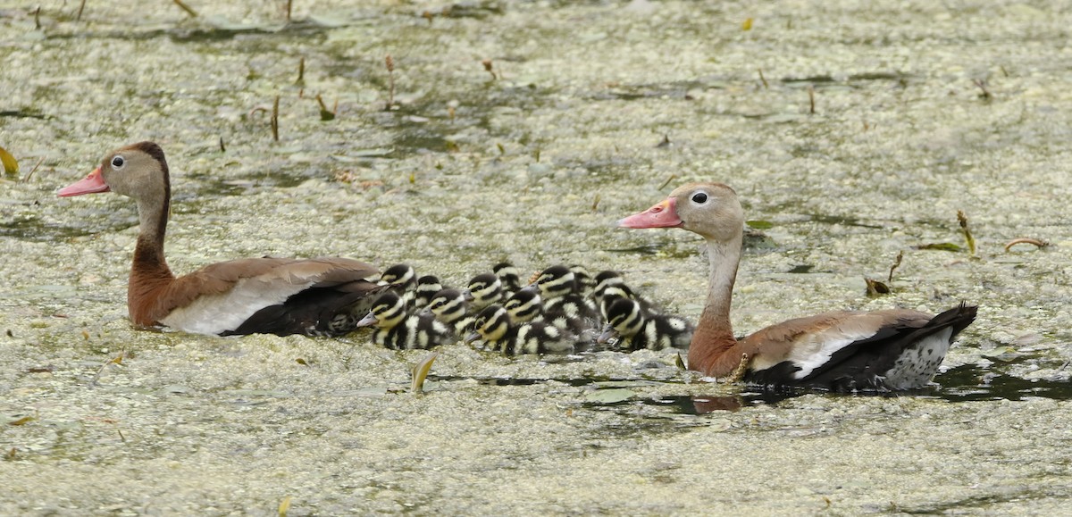 Black-bellied Whistling-Duck - ML622775871