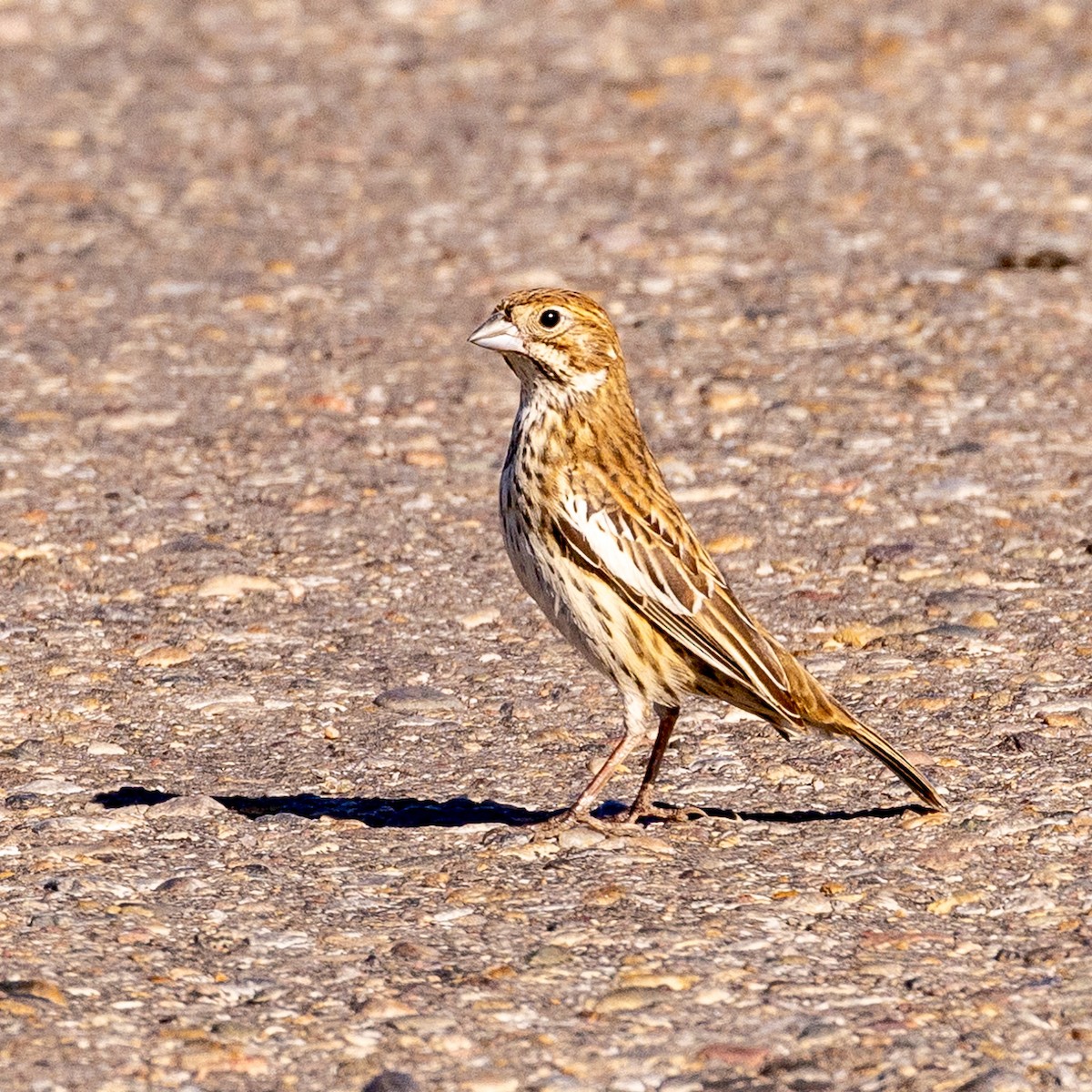 Lark Bunting - Philip Kline