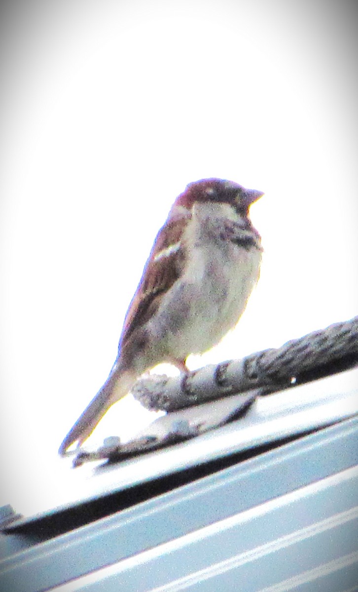 House Sparrow - Fred Kachmarik