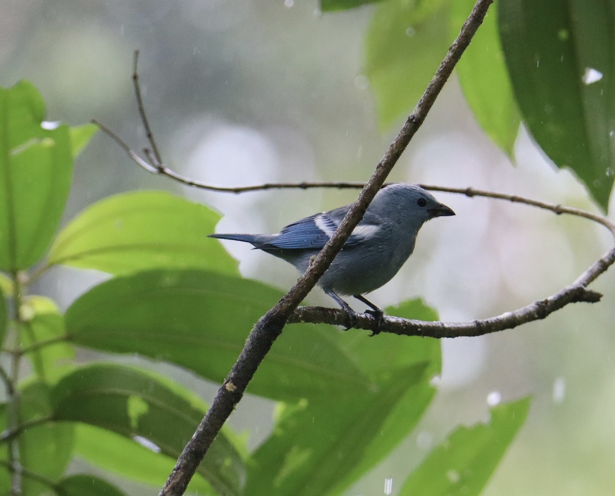 Blue-gray Tanager (White-edged) - Russell Hillsley