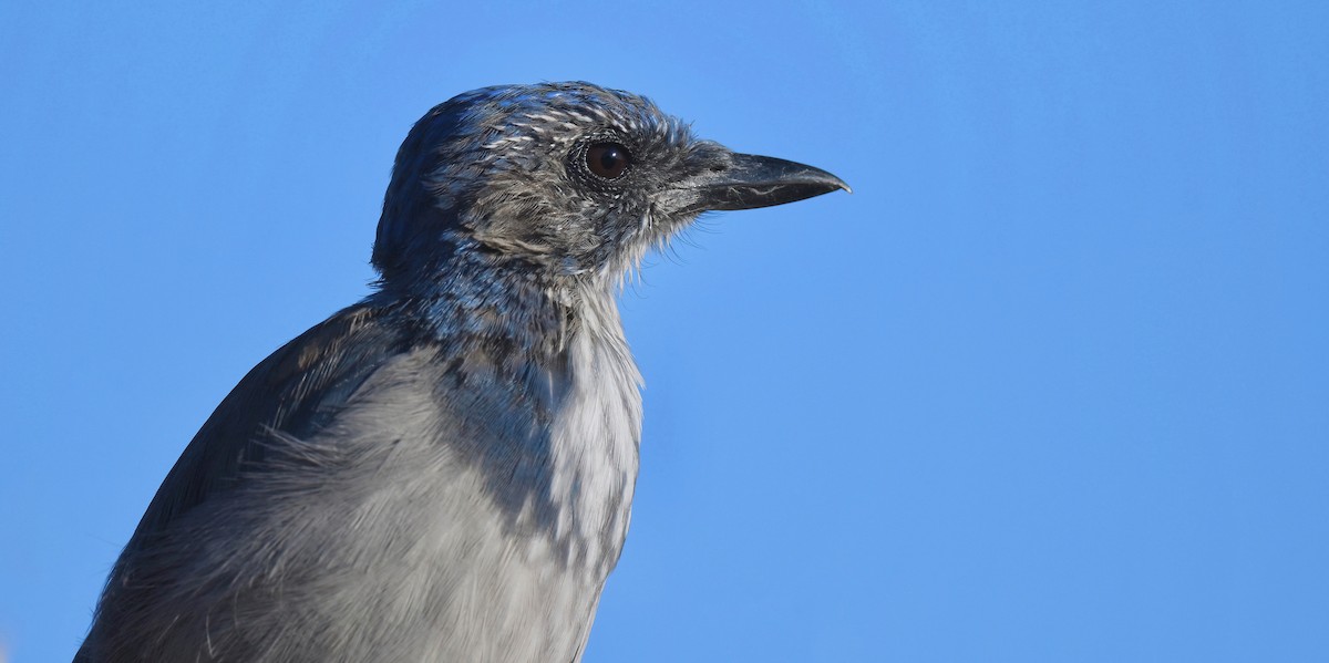 California Scrub-Jay - Barbara Wise