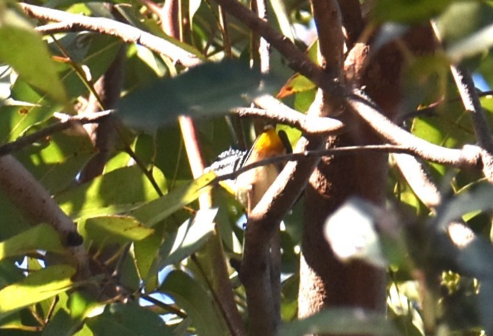 Spotted Pardalote - Mark Tarnawski