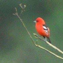 White-winged Tanager - ML622775936