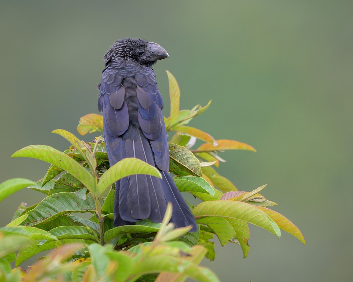 Smooth-billed Ani - ML622775945