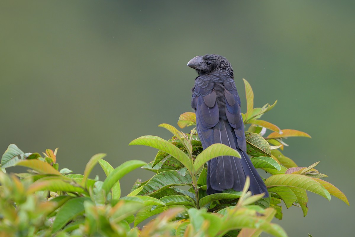 Smooth-billed Ani - ML622775946