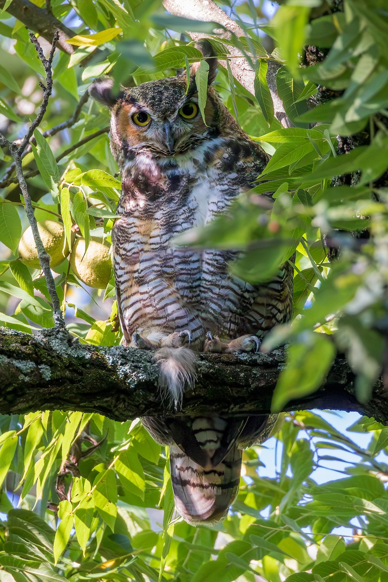 Great Horned Owl - ML622775998