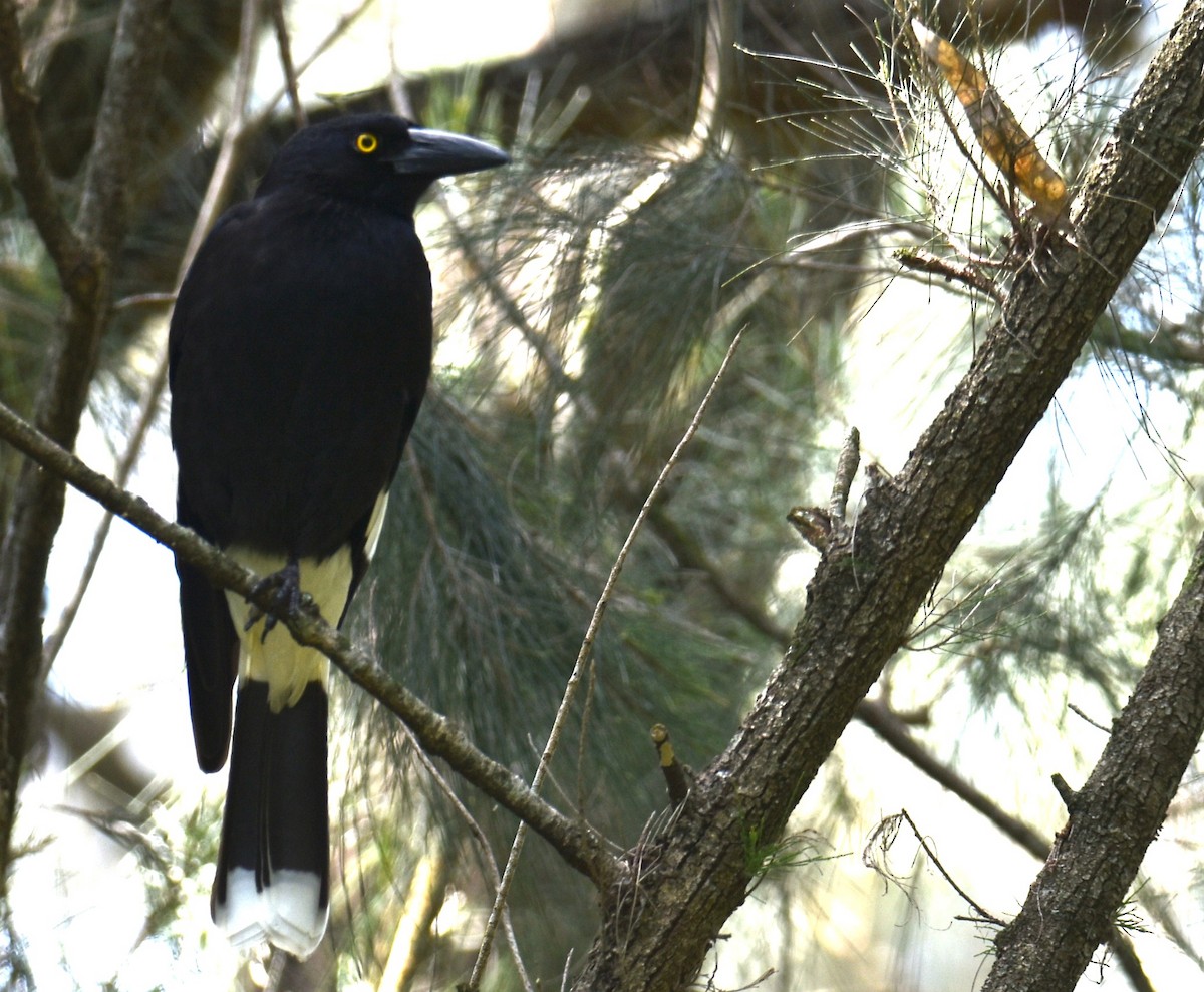 Pied Currawong - Mark Tarnawski