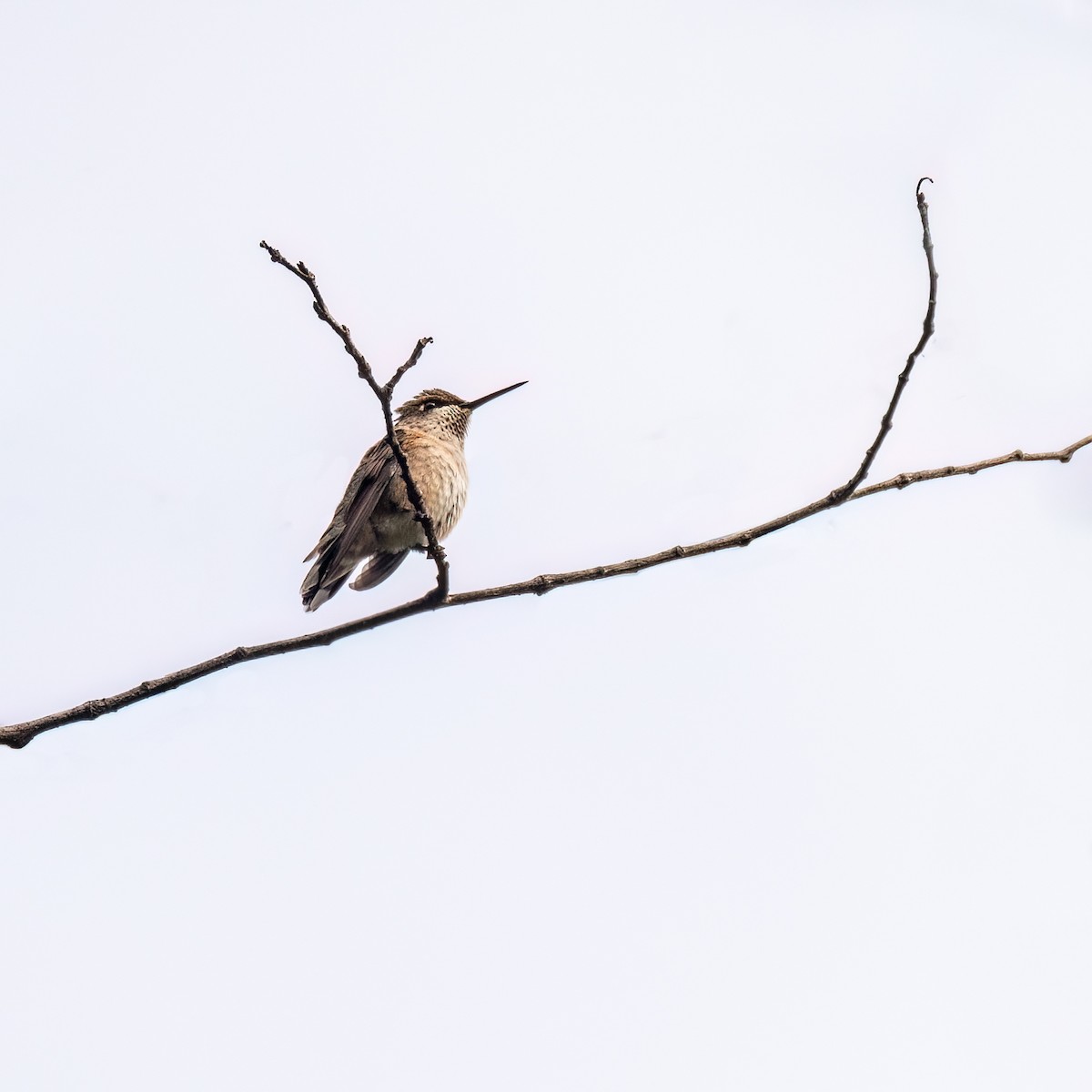 Ruby-throated Hummingbird - Danielle  A