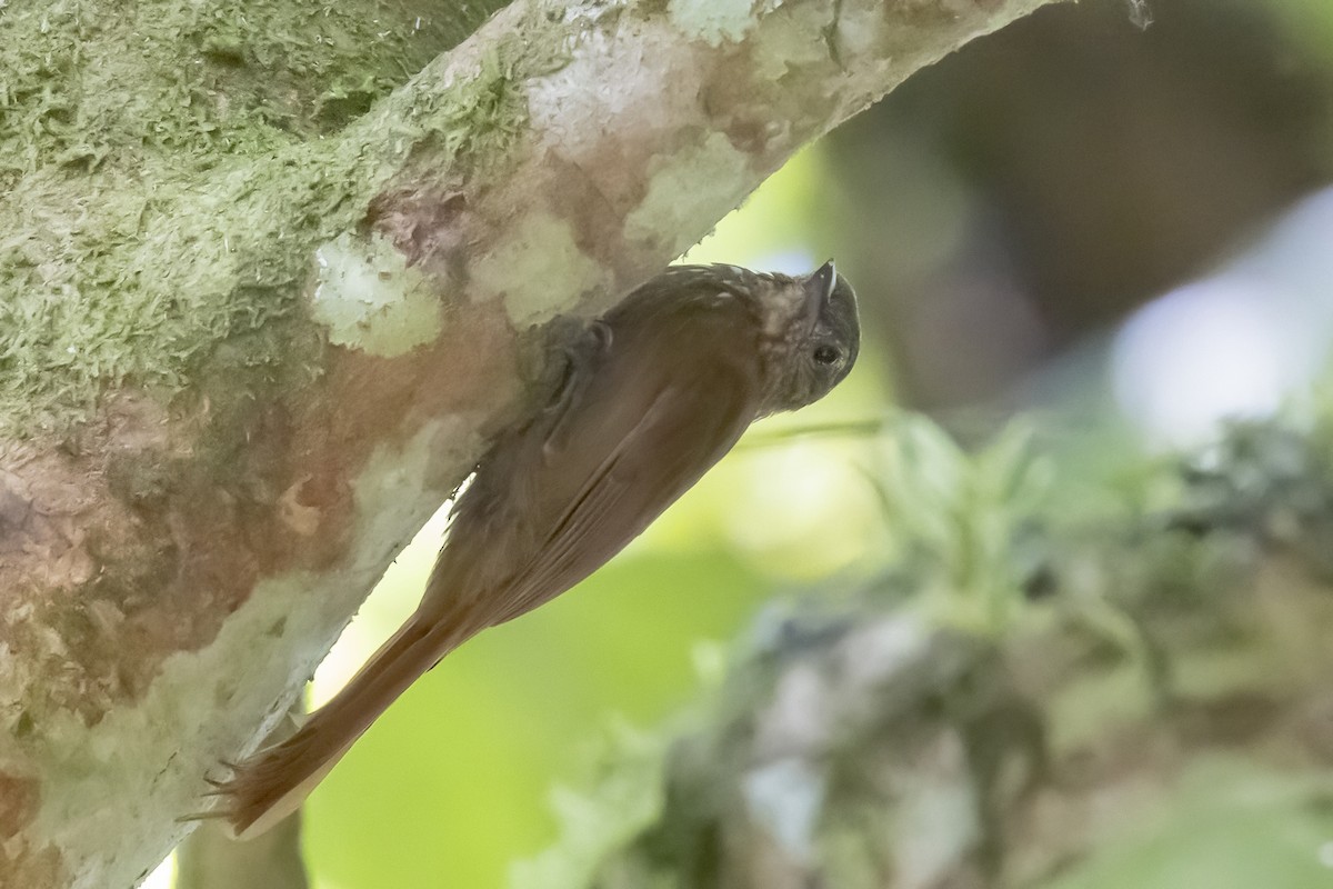 Wedge-billed Woodcreeper - Jeanne Verhulst