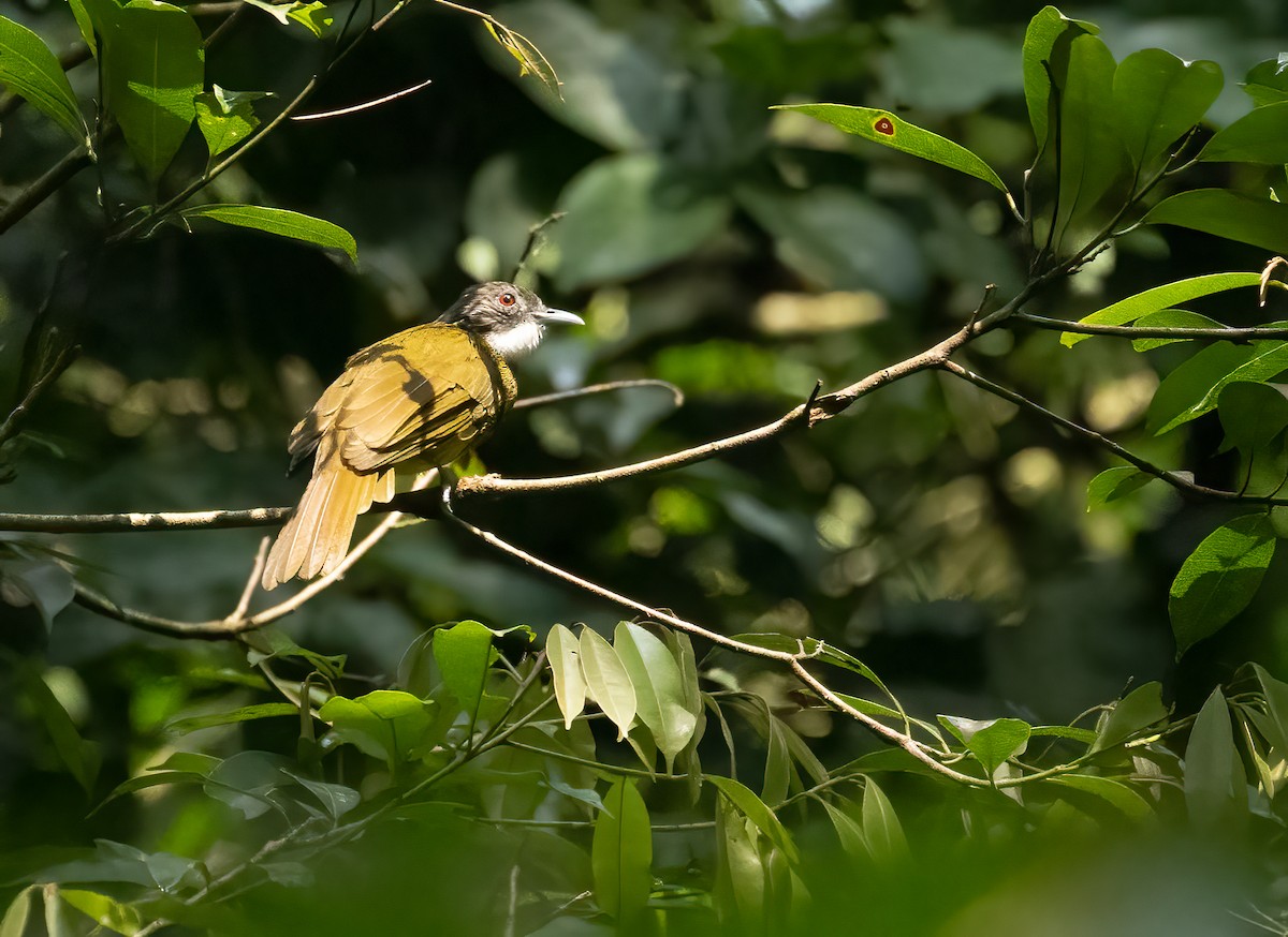 Red-tailed Greenbul - ML622776047