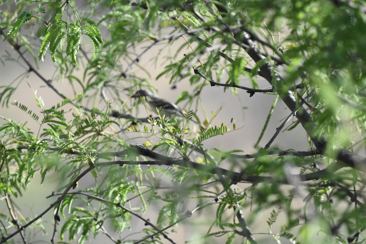 Plumbeous Vireo - Jerry Davis