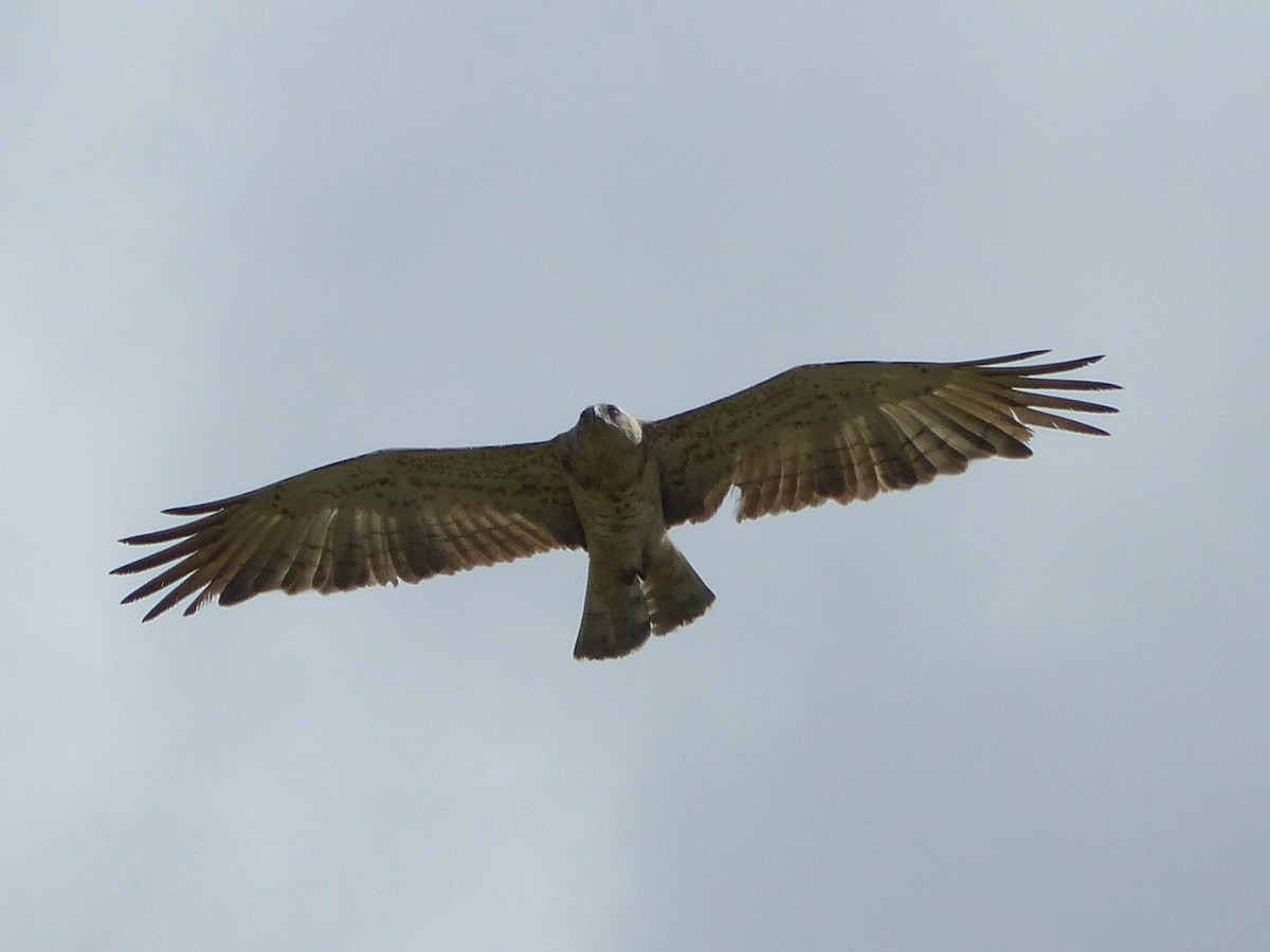 Short-toed Snake-Eagle - Philipp Eller