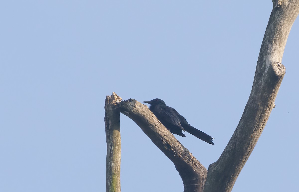 Chestnut-winged Starling - ML622776143