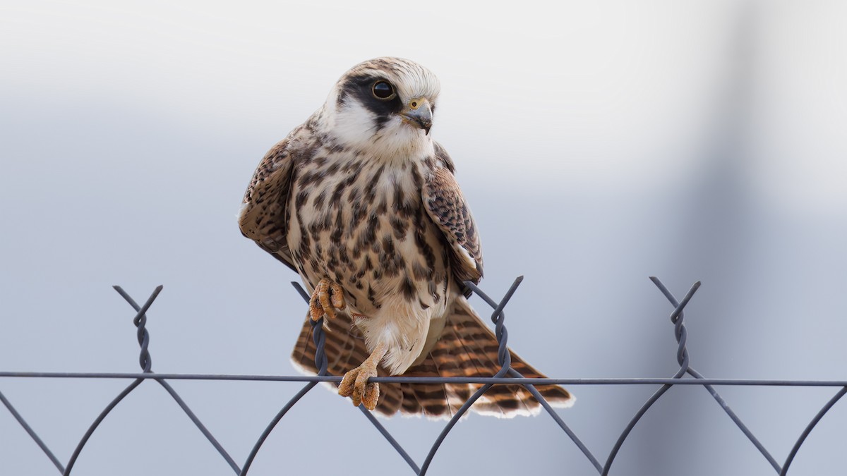 Red-footed Falcon - ML622776154